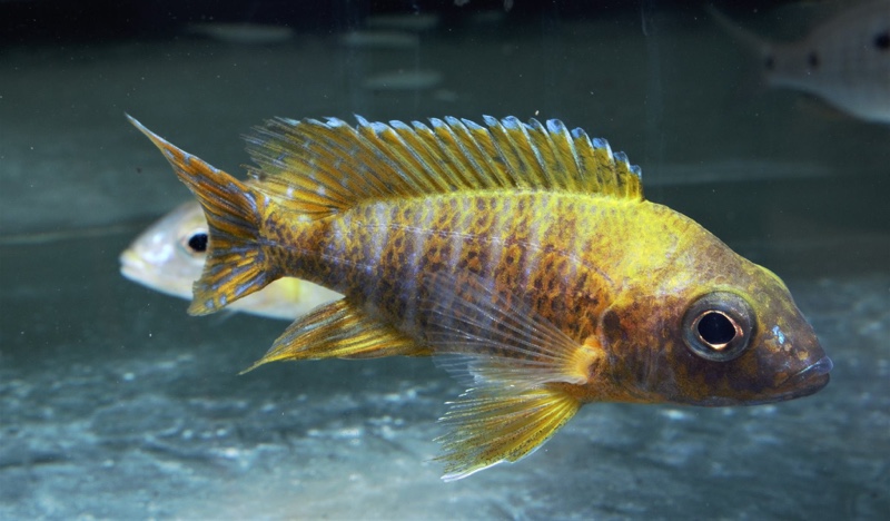 Aulonocara sp. 'stuartgranti maleri' Chidunga Rocks